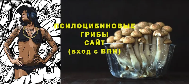 Галлюциногенные грибы Psilocybe Курганинск